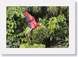 11MacawClayLick-087 * Red-and-Green Macaw * Red-and-Green Macaw