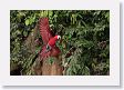 11MacawClayLick-097 * Red-and-Green Macaw * Red-and-Green Macaw