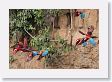 11MacawClayLick-099 * Red-and-Green Macaws * Red-and-Green Macaws