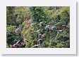 11MacawClayLick-100 * Red-and-Green Macaws * Red-and-Green Macaws
