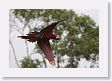 11MacawClayLick-106 * Red-and-Green Macaw * Red-and-Green Macaw