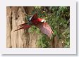 11MacawClayLick-121 * Red-and-Green Macaws * Red-and-Green Macaws
