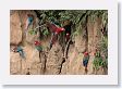 11MacawClayLick-122 * Red-and-Green Macaws * Red-and-Green Macaws