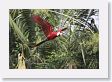 11MacawClayLick-125 * Red-and-Green Macaw * Red-and-Green Macaw