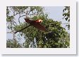11MacawClayLick-126 * Red-and-Green Macaw * Red-and-Green Macaw