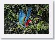 11MacawClayLick-127 * Red-and-Green Macaw * Red-and-Green Macaw