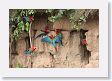 11MacawClayLick-129 * Red-and-Green Macaws * Red-and-Green Macaws