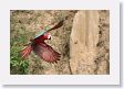 11MacawClayLick-138 * Red-and-Green Macaw * Red-and-Green Macaw