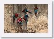 11MacawClayLick-139 * Red-and-Green Macaws * Red-and-Green Macaws