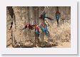 11MacawClayLick-140 * Red-and-Green Macaws * Red-and-Green Macaws