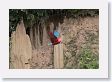 11MacawClayLick-141 * Red-and-Green Macaw * Red-and-Green Macaw