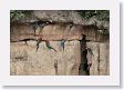 11MacawClayLick-143 * Red-and-Green Macaws * Red-and-Green Macaws