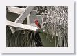 11MacawClayLick-156 * Vermilion Flycatcher * Vermilion Flycatcher