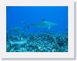 Avatoru35 * Silvertip sharks. Lots of them. * Silvertip sharks. Lots of them.