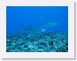 Avatoru37 * Silvertip sharks. * Silvertip sharks.
