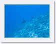 Tiputa73 * Wild dolphin. * Wild dolphin.