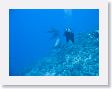 Tiputa75 * Wild dolphin. * Wild dolphin.