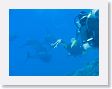 Tiputa76 * Wild dolphin. * Wild dolphin.