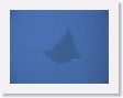 SharkHole62 * Spotted eagle ray. * Spotted eagle ray.
