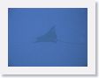 SharkHole67 * Spotted eagle ray. * Spotted eagle ray.