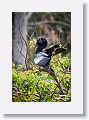 04a-080 * Anhinga Anhinga (Water Turkey, Snake Bird) * Anhinga Anhinga (Water Turkey, Snake Bird)