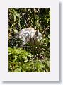 04b-018 * Cattle Egrets * Cattle Egrets