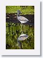 04b-023 * Tricolored Heron * Tricolored Heron