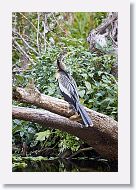04b-071 * Anhinga, female * Anhinga, female