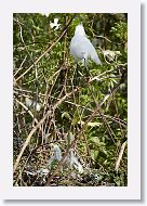 04c-016 * Snowy Egret and Great Egret chicks * Snowy Egret and Great Egret chicks