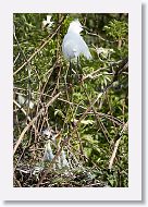 04c-018 * Snowy Egret and Great Egret chicks * Snowy Egret and Great Egret chicks