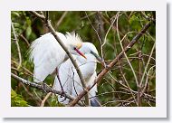 03a-068 * Cattle Egret and Great Egret * Cattle Egret and Great Egret