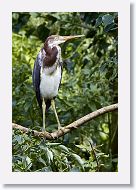 05b-019 * Tricolored Heron * Tricolored Heron