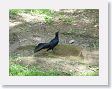Grackle.