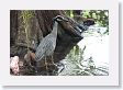 Yellow-crowned Night-Heron at San Antonio Botanical Garden.
