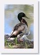 Mallard Duck at San Antonio Botanical Garden.