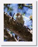 House Sparrow