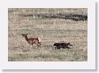 A female Elk lures the wolves away from her hidden baby with a chase
