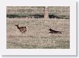 The Elk let the wolves get close and then she put on the speed