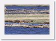 The Elk kept the wolves interested by rushing the shore pushing a wall of water with her chest
