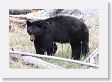 Black Bear at Antelope Creek