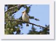 Cedar Waxwing