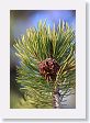 Pine cone