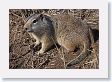Ground Squirrel
