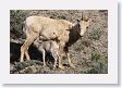 Bighorn Sheep