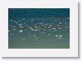 Wilson?s Phalaropes.